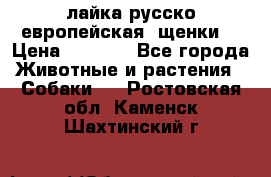 лайка русско-европейская (щенки) › Цена ­ 5 000 - Все города Животные и растения » Собаки   . Ростовская обл.,Каменск-Шахтинский г.